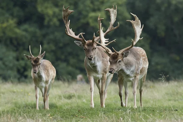 Cervi Nel Loro Habitat Naturale Danimarca — Foto Stock