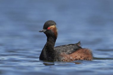 Danimarka 'daki doğal ortamında siyah boyunlu yunus balığı