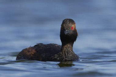 Danimarka 'daki doğal ortamında siyah boyunlu yunus balığı
