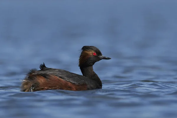 Zwarthalsfuut Zijn Natuurlijke Habitat Denemarken — Stockfoto