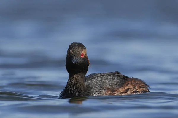 Grebe Pescoço Preto Seu Habitat Natural Dinamarca — Fotografia de Stock