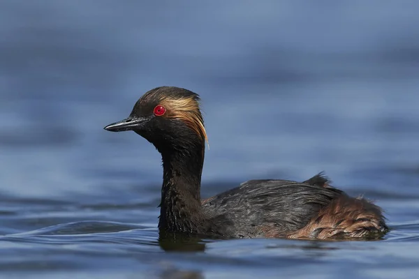 Grebe Cuello Negro Hábitat Natural Dinamarca — Foto de Stock