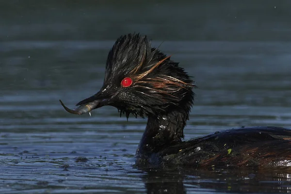 Grebe Černým Krkem Svém Přirozeném Prostředí Dánsku — Stock fotografie