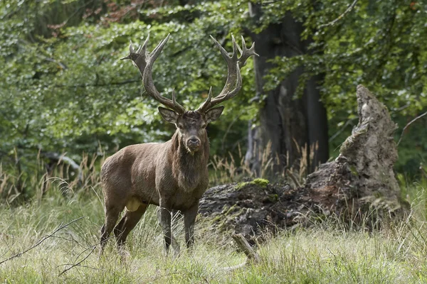 Cervos Vermelhos Seu Habitat Natural Dinamarca — Fotografia de Stock