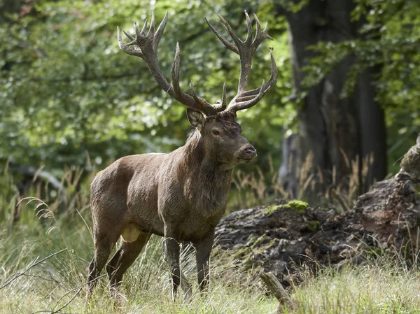 Red Deer Its Natural Habitat Denmark — Stock Photo, Image