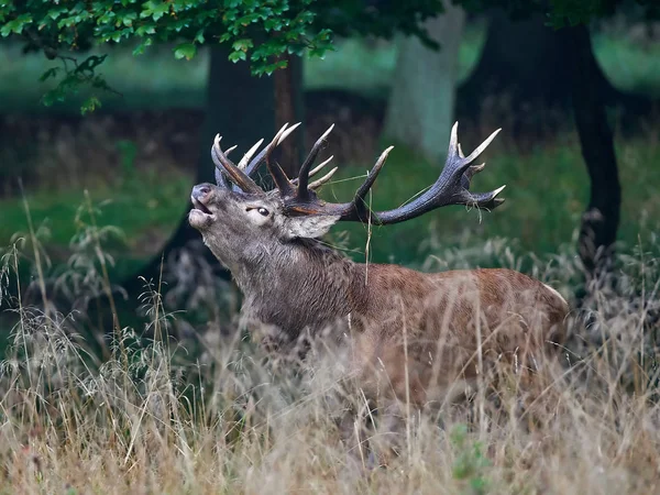 Large Mature Red Deer Stag Bellowing Rut — Stock Photo, Image