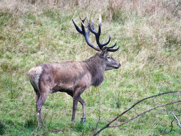 Red Deer Wandelen Het Gras Zijn Natuurlijke Habitat — Stockfoto