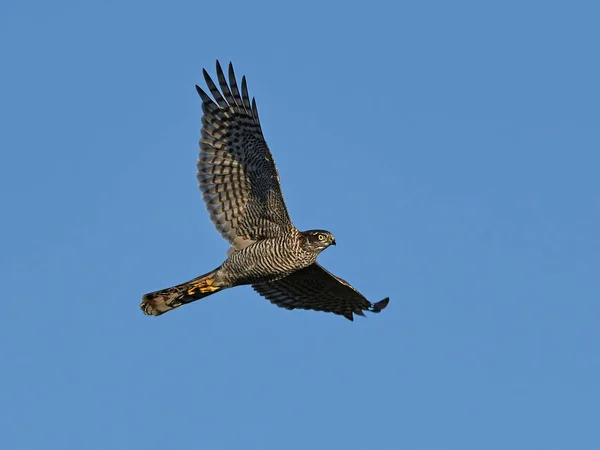 欧亚麻雀在空中飞翔 蓝天为背景 — 图库照片