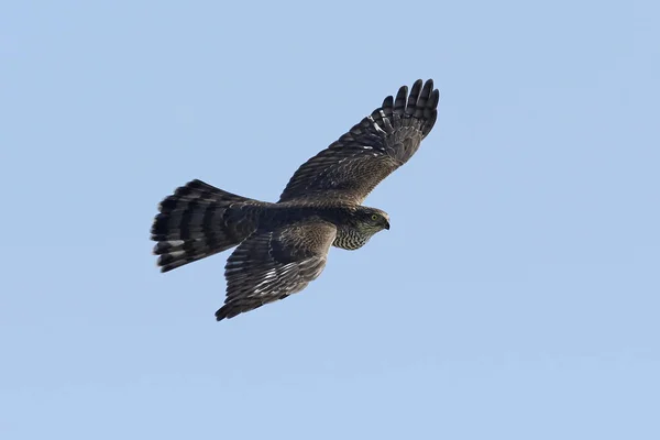 Gavilán Euroasiático Vuelo Hábitat Natural — Foto de Stock