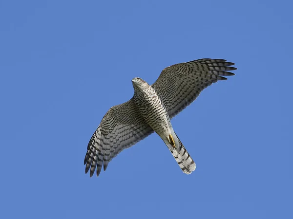 Euraziatische Sparrowhawk Vlucht Met Blauwe Luchten Achtergrond — Stockfoto