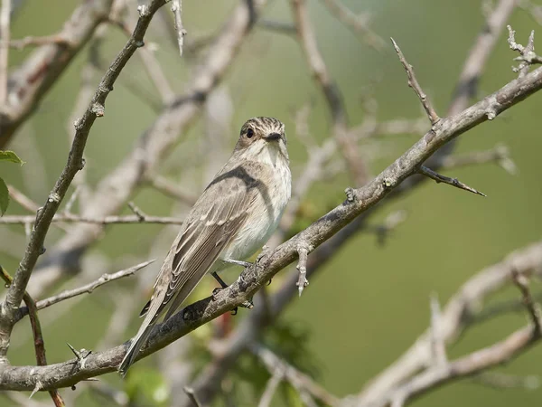 Grå Flugsnappare Sitt Naturliga Habitat Danmark — Stockfoto