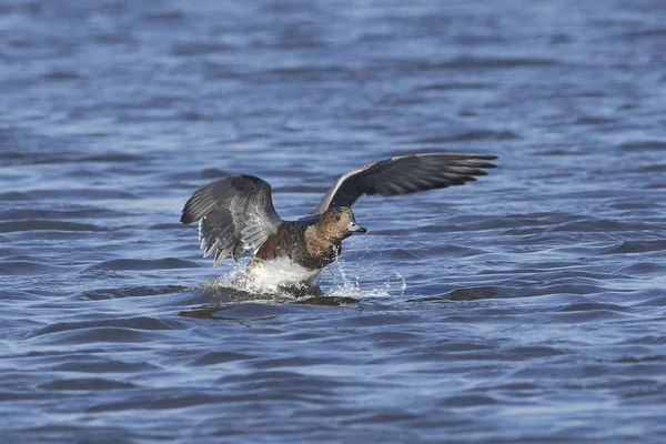 Eurasian Wigeon Its Natural Habitat Denmark — Stock Photo, Image