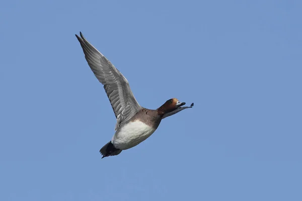 Doğal Habitatları Danimarka Avrasya Wigeon — Stok fotoğraf