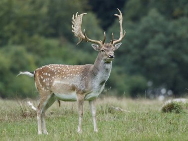 Doğal habitatları Danimarka alageyik