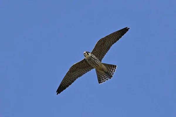 Lärkfalk Flygning Med Blå Himmel Bakgrunden — Stockfoto