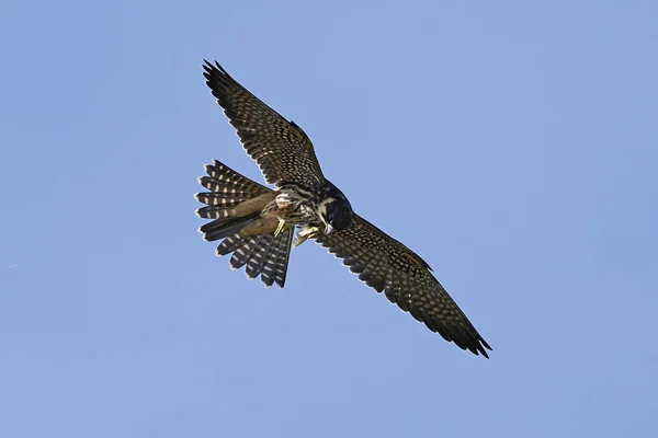 Eurasisches Hobby Flug Mit Blauem Himmel Hintergrund — Stockfoto