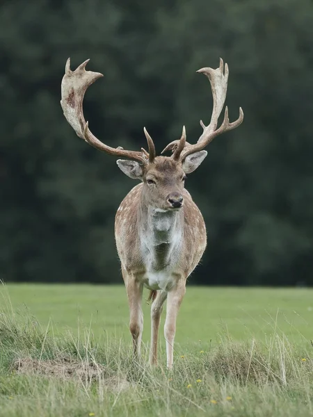 Ciervos Poca Profundidad Hábitat Natural Dinamarca — Foto de Stock