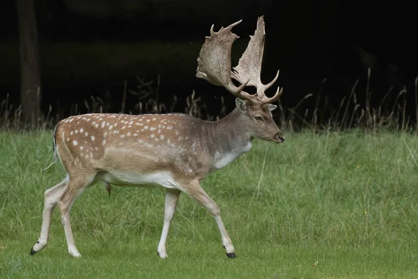 Cervi Nel Loro Habitat Naturale Danimarca — Foto Stock