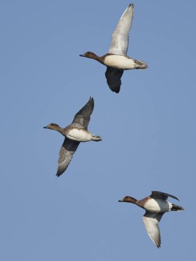 Doğal habitatları Danimarka Avrasya wigeon