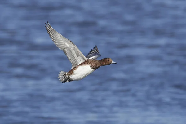 Eurasian Wigeon Its Natural Habitat Denmark — Stock Photo, Image