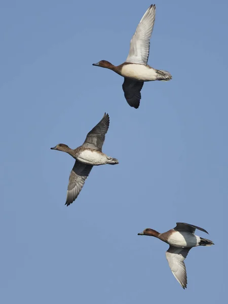 Parrucchino Eurasiatico Nel Suo Habitat Naturale Danimarca — Foto Stock