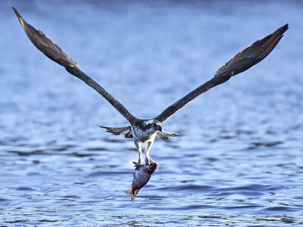 Osprey Vuelo Hábitat Natural Suecia — Foto de Stock