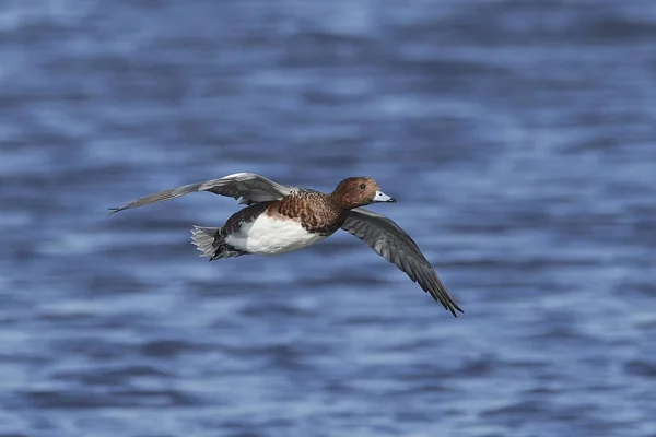 덴마크에 그것의 지에서 유라시아 Wigeon — 스톡 사진