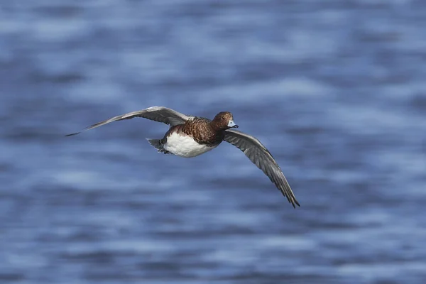 Parrucchino Eurasiatico Nel Suo Habitat Naturale Danimarca — Foto Stock