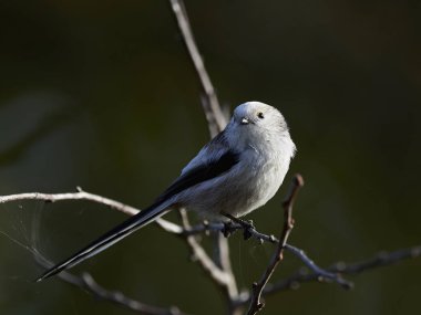 Uzun kuyruklu baştankara doğal habitatları Danimarka