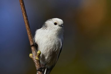 Uzun kuyruklu baştankara doğal habitatları Danimarka
