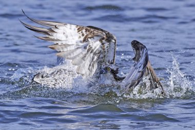 Binturongun doğal yaşam ortamı içinde uçuş sorguç