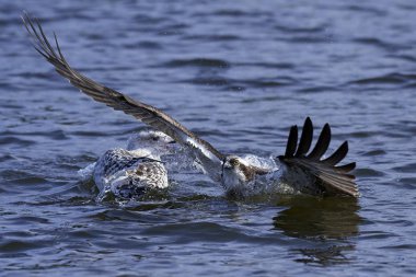 Binturongun doğal yaşam ortamı içinde uçuş sorguç
