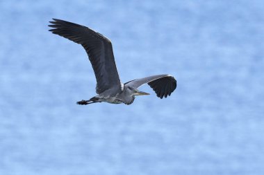 Gri balıkçıl Danimarka 'daki doğal ortamında.