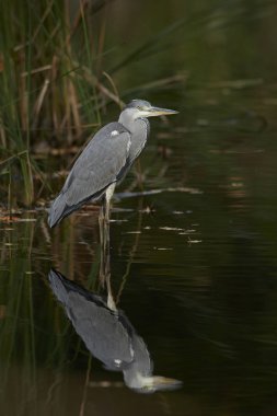 Gri balıkçıl Danimarka 'daki doğal ortamında.