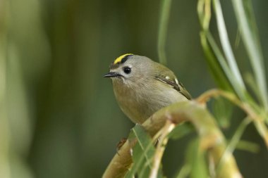 Goldcrest Danimarka 'daki doğal ortamında
