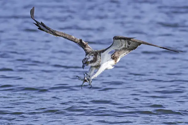 Osprey Voo Seu Habitat Natural — Fotografia de Stock