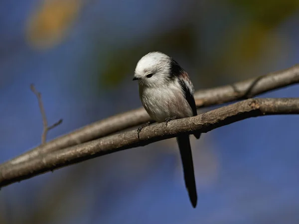 Staartmees Zijn Natuurlijke Habitat Denemarken — Stockfoto