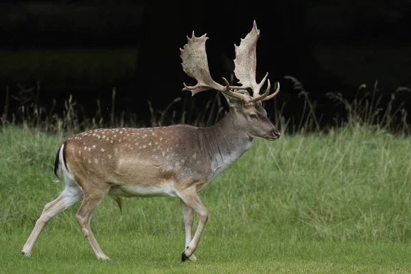 Cervi Nel Loro Habitat Naturale Danimarca — Foto Stock