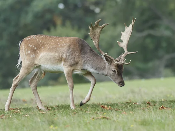 Cervi Nel Loro Habitat Naturale Danimarca — Foto Stock