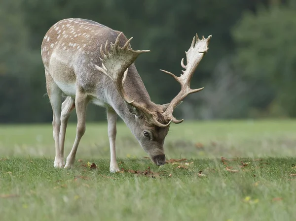 休闲鹿在它的自然栖所在丹麦 — 图库照片