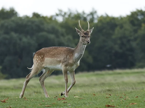 Damherten Zijn Natuurlijke Habitat Denemarken — Stockfoto