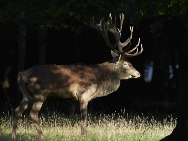 Red Deer Its Natural Habitat Denmark — Stock Photo, Image