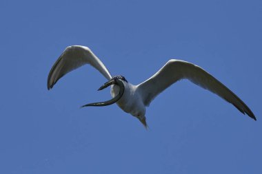 Sandviç kabuğu Danimarka 'daki doğal ortamında.