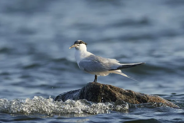 Tern Sanduíche Seu Habitat Natural Dinamarca — Fotografia de Stock