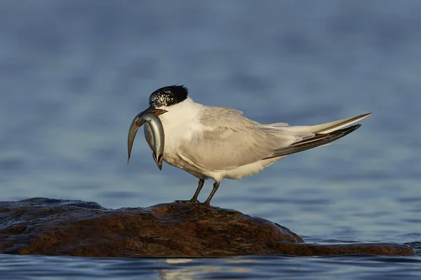 Sandwich Tern Its Natural Habitat Denmark — Stock Photo, Image