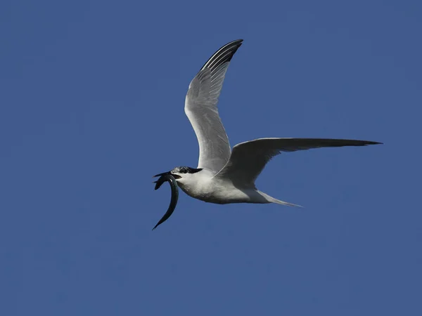 Sandwich Tern Its Natural Habitat Denmark — Stock Photo, Image