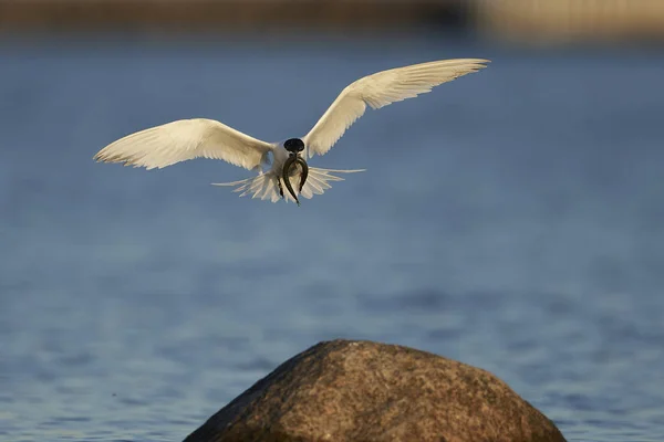 Tern Sanduíche Seu Habitat Natural Dinamarca — Fotografia de Stock