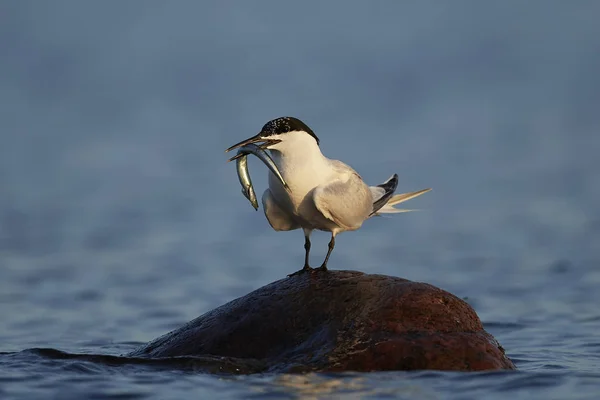Sandwich Tern Sin Naturliga Miljö Danmark — Stockfoto