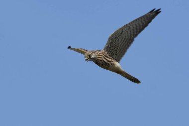 Doğal habitatları Danimarka kerkenez