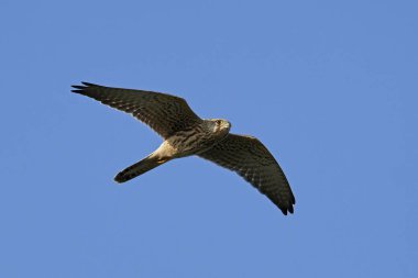 Doğal habitatları Danimarka uçuşta kerkenez